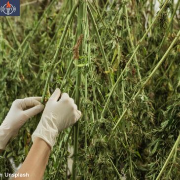 Enlita Farms Cannabis Harvest for CBD FEATURED